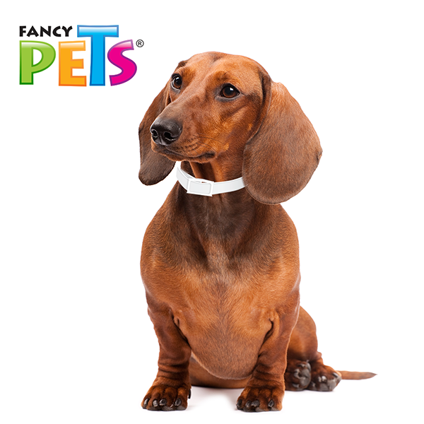 Ms-Collar Fancy Pets para Perros – Collar Ajustable 39 a 64 cm