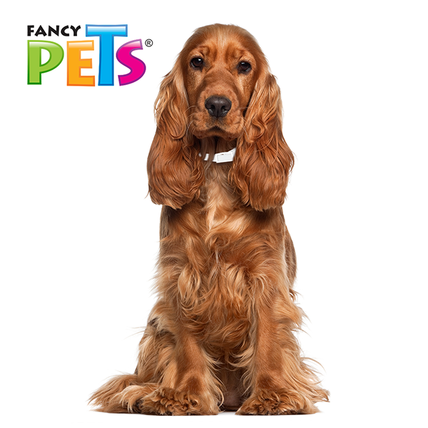 Ms-Collar Fancy Pets para Perros – Collar Ajustable 39 a 64 cm