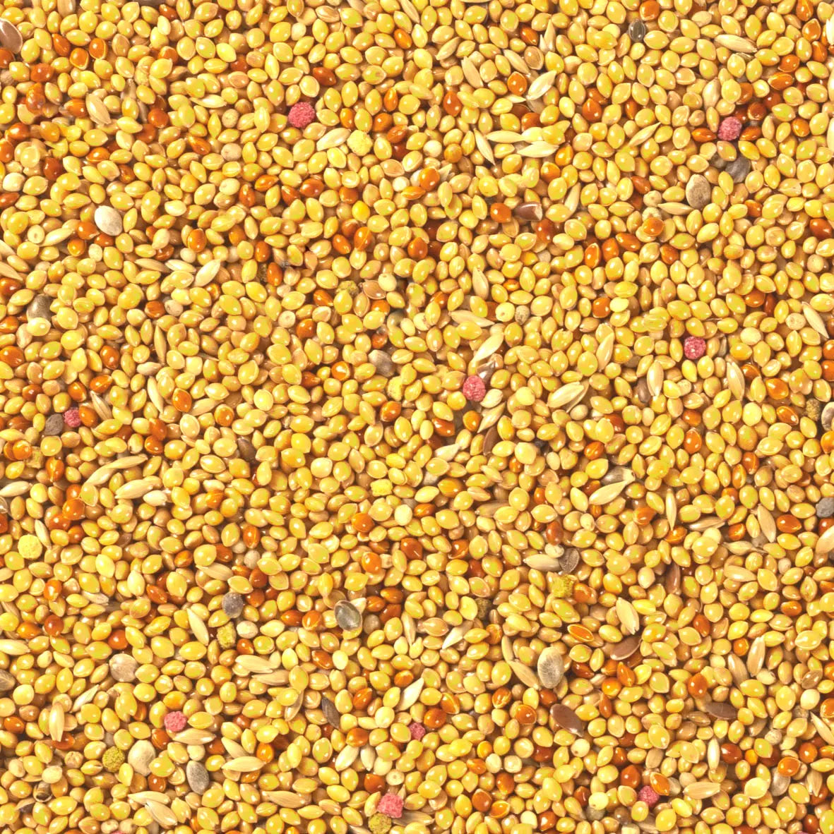 ALIMENTO IMPORTADO TROPIFIT BUDGIE 700g