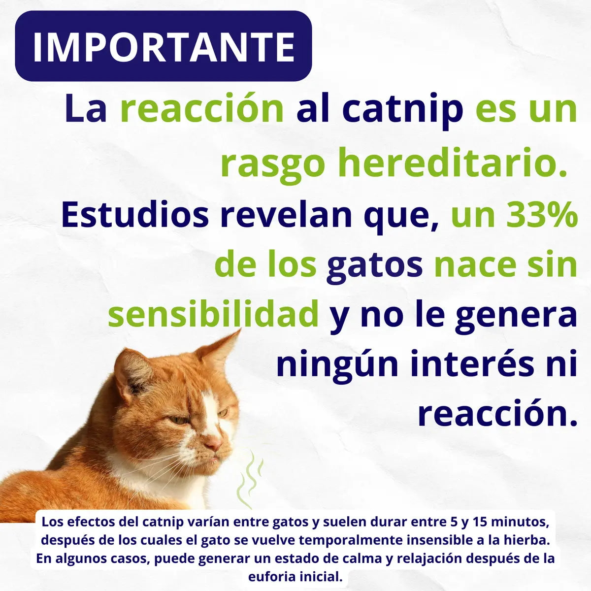 CAT NIP (menta para gatos)