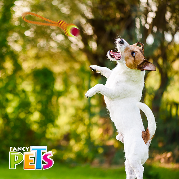 Juguete Jaladera Con Pelota Para Perros 32 Cm