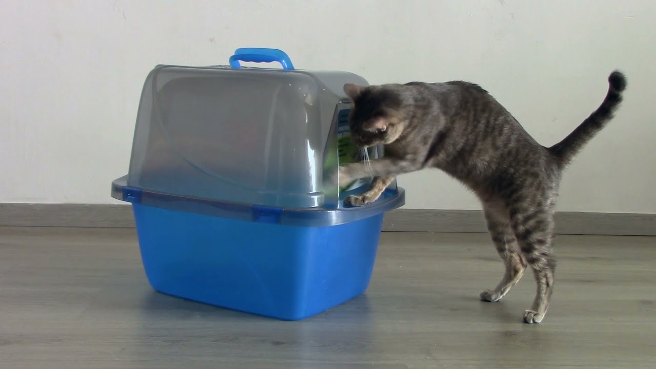 ARENERO GDE TRASLUSIDO CUBIERTO P/GATO